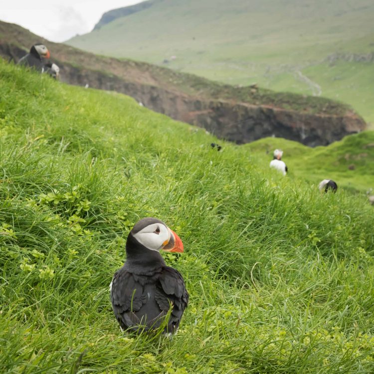 Faroe Islands Faroe Islands