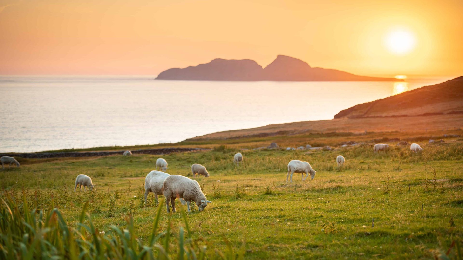 Sheep, Skellig Ring, Co. Kerry Sheep, Skellig Ring, Co. Kerry