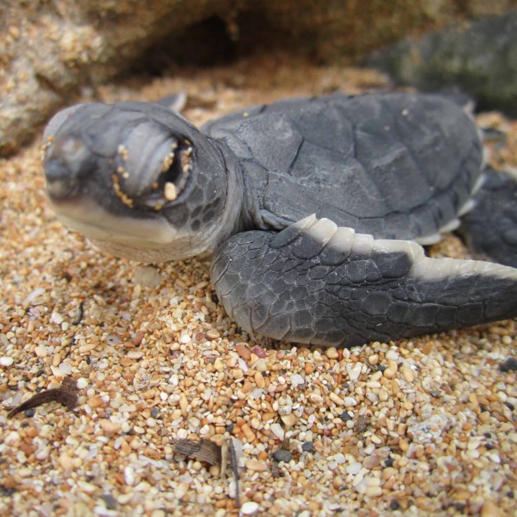 IMG_6113 Marapa Schildkrötenprojekt