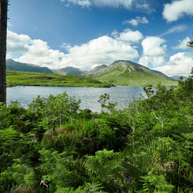 Pine Island, Derryclare Lough 06 Pine Island, Derryclare Lough 06