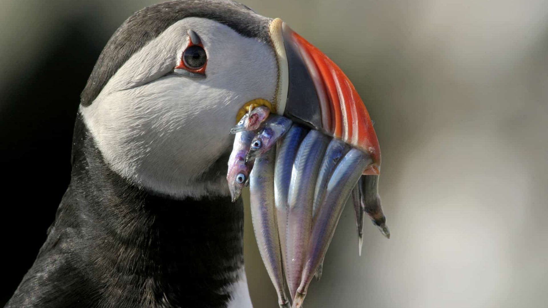 Puffin (2) Puffin (2)