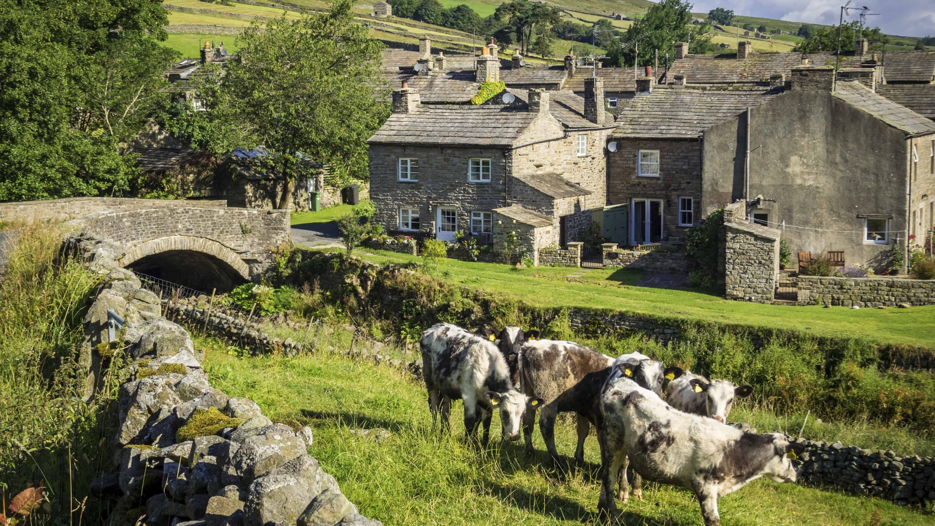 VB34164755 Calves grazing, Thwaitedale, North Yorkshire, England. Bridge over stream and traditional stone cottages.